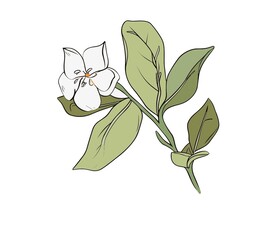 栀子花