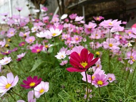 小花丛