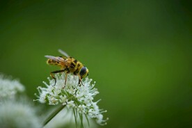 蜜蜂