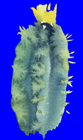 植物水彩画
