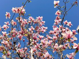 辛夷花