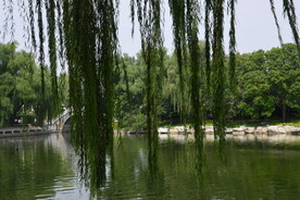 垂柳风景 