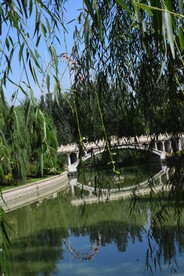 垂柳风景 