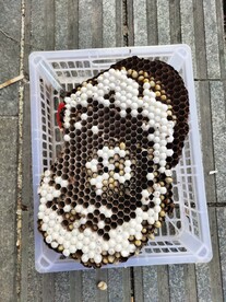蜂蛹