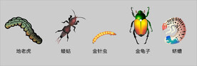 矢量虫子组合