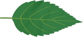 矢量树叶