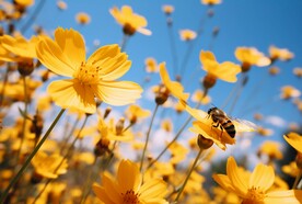 蜜蜂和春天的花