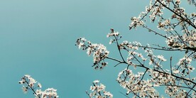 春天的花