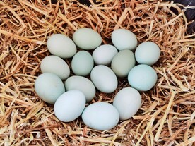 绿壳鸡蛋