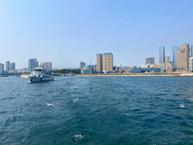 海鸥