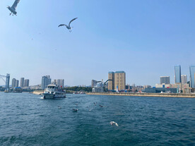 海鸥与海