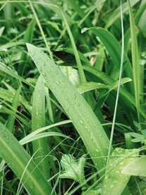 水鬼蕉