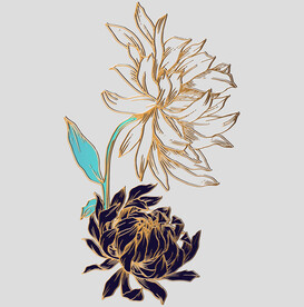 牡丹花卉