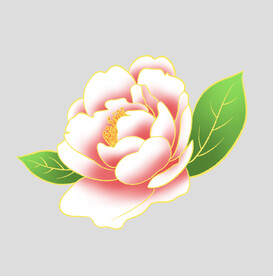 牡丹花卉