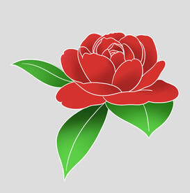 牡丹花卉