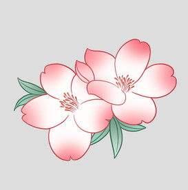 牡丹花卉