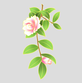 牡丹花卉