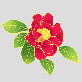 牡丹花卉
