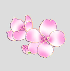 牡丹花卉