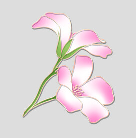 牡丹花卉