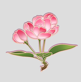 牡丹花卉