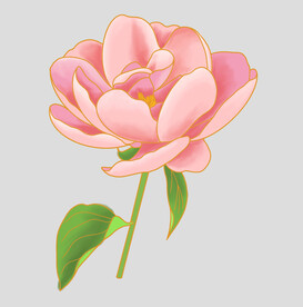 牡丹花卉
