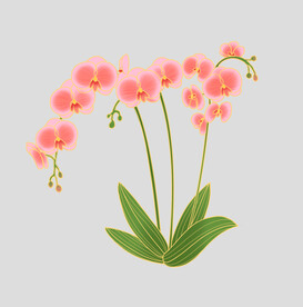 牡丹花卉