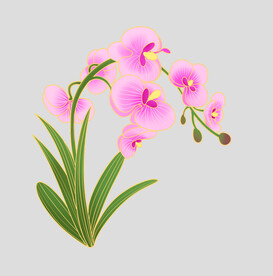 牡丹花卉