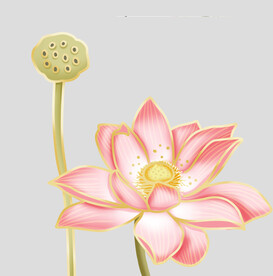牡丹花卉