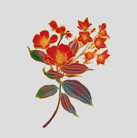 牡丹花卉