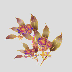 牡丹花卉