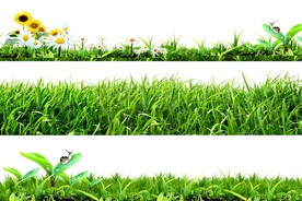 草