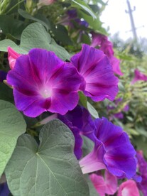 牵牛花