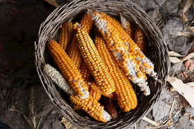 玉米