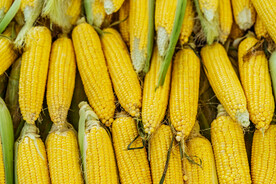 玉米