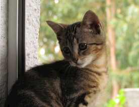 猫