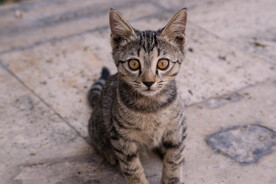 猫