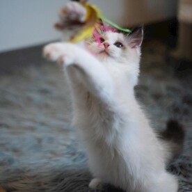 猫