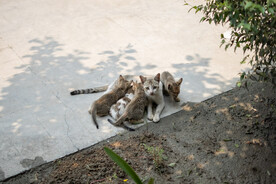 猫