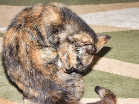 猫