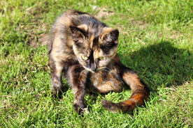 猫