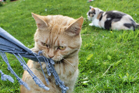 猫