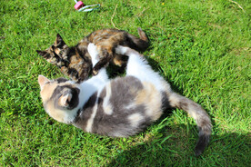 猫