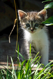 猫