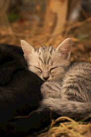猫