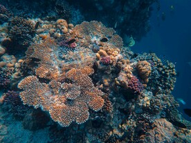 海底珊瑚礁