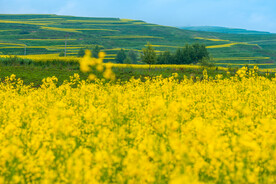 唯美的田园风光