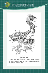 家禽的消化系统