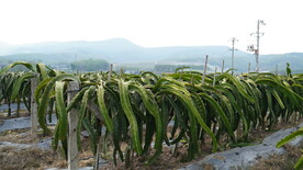 成排的火龙果基地