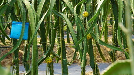 还未成熟的火龙果燕窝果